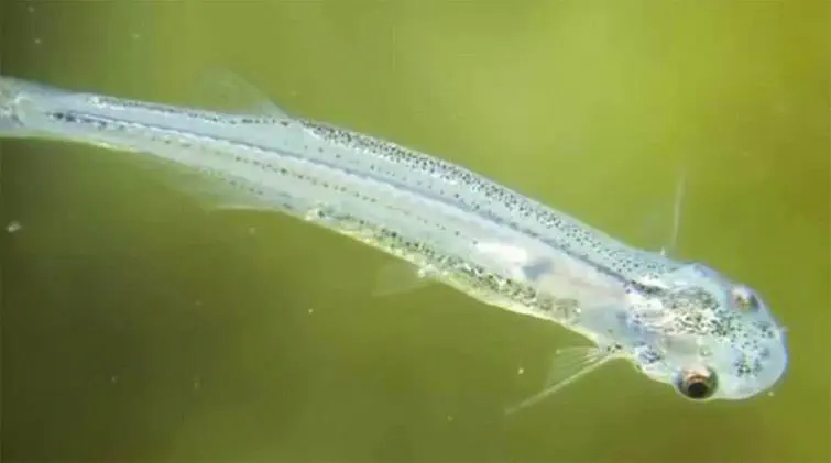 candiru