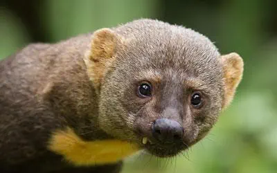 Irará